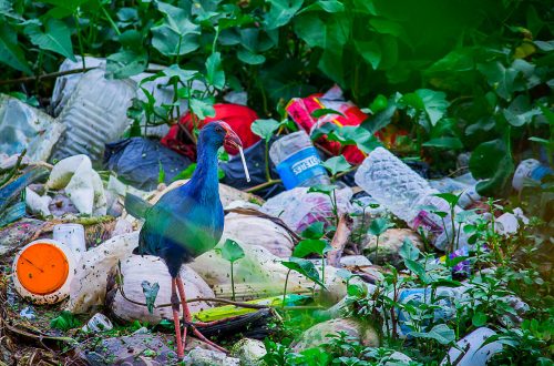 مضرات پلاستیک برای محیط زیست