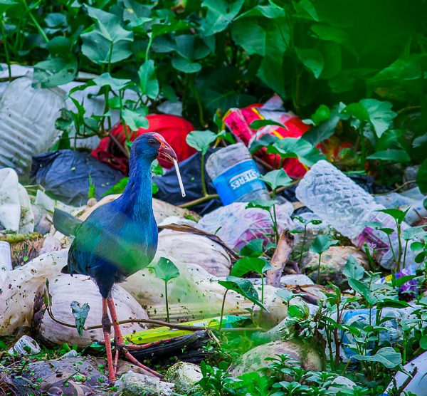 مضرات پلاستیک برای محیط زیست