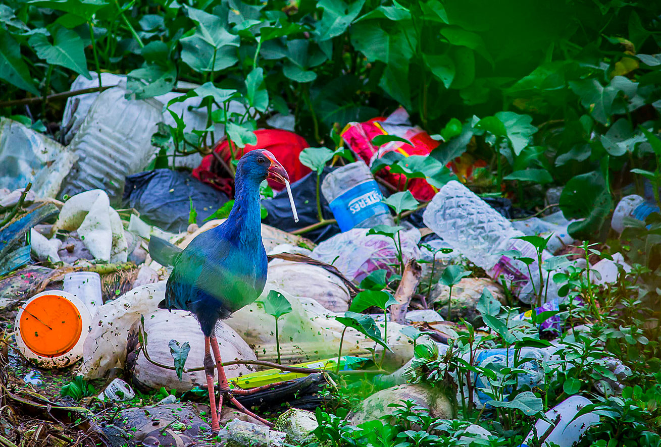 مضرات پلاستیک برای محیط زیست